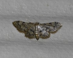 Idaea pervertipennis