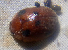 Trachymela sjoestedti