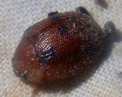 Trachymela sjoestedti