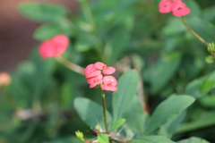 Euphorbia milii