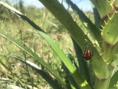 Alpaida quadrilorata