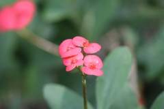 Euphorbia milii