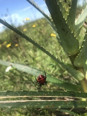 Alpaida quadrilorata