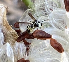 Stenodynerus blandus