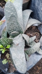 Gasteria