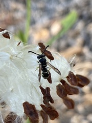 Stenodynerus blandus
