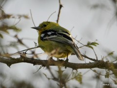 Aegithina nigrolutea