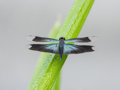 Rhyothemis plutonia