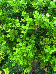 Buxus sinica