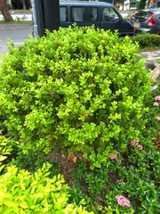 Buxus sinica