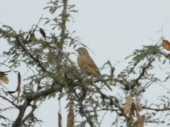 Emberiza buchanani