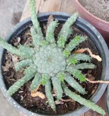 Magnoliopsida