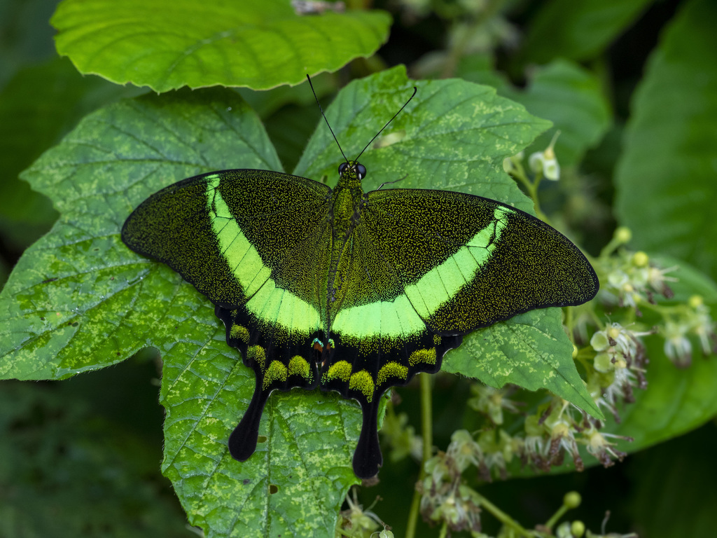 Emerald Peacock Swallowtail