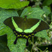 Papilio palinurus - Photo (c) CheongWeei Gan, μερικά δικαιώματα διατηρούνται (CC BY-NC), uploaded by CheongWeei Gan
