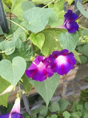 Ipomoea purpurea