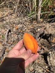 Sterculia quadrifida