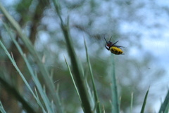 Alpaida quadrilorata