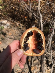 Sterculia quadrifida