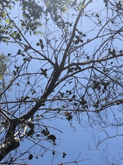 Sterculia quadrifida