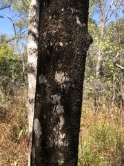 Sterculia quadrifida