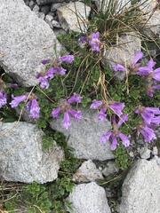 Penstemon davidsonii davidsonii