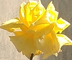 Magnoliopsida