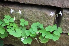 Oxalis