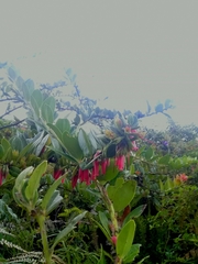 Macleania