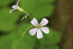 Oxalis