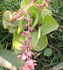 Magnoliopsida