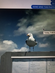 Larus argentatus
