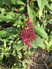 Phytolacca americana rigida