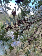 Eucalyptus crenulata