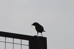 Molothrus bonariensis