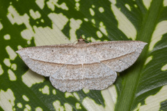 Heteralex rectilineata