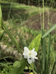 Asystasia gangetica