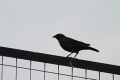 Molothrus bonariensis