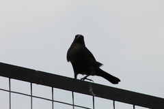 Molothrus bonariensis