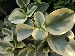 Magnoliopsida