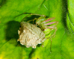 Peucetia