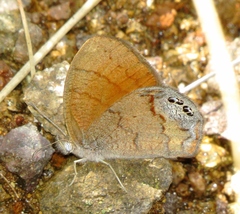 Cyllopsis pertepida
