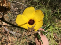 Hibiscus heterophyllus