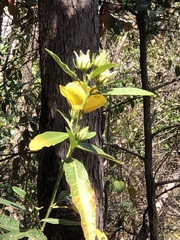 Hibiscus heterophyllus
