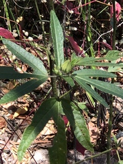 Hibiscus heterophyllus