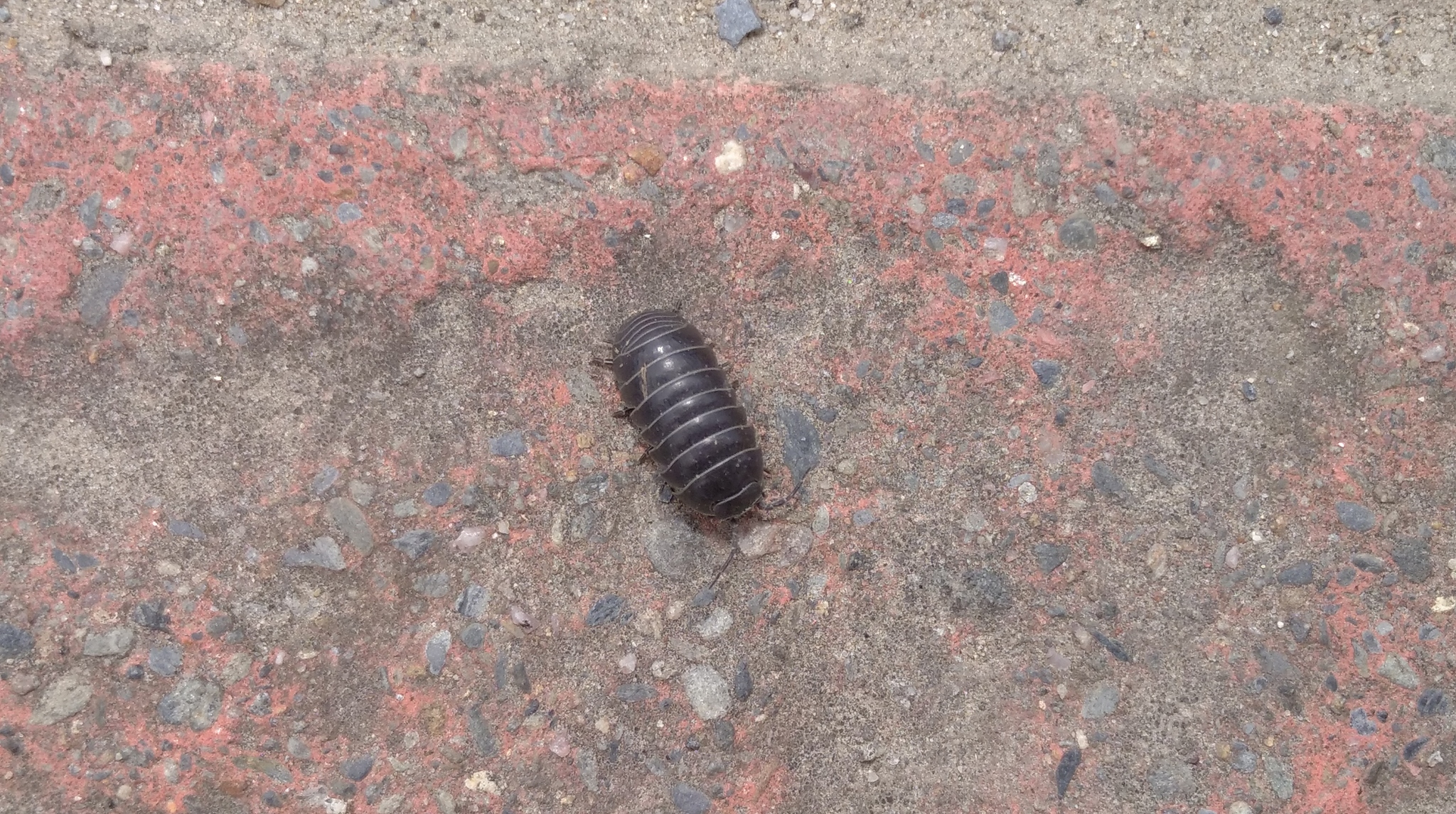 Armadillidium image