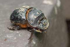 Catharsius renaudpauliani