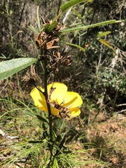 Hibiscus heterophyllus