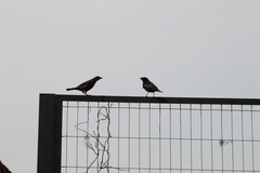 Molothrus bonariensis