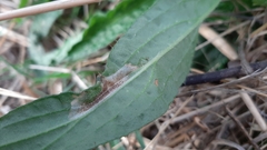 Phyllonorycter millierella
