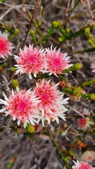 Actinodium cunninghamii